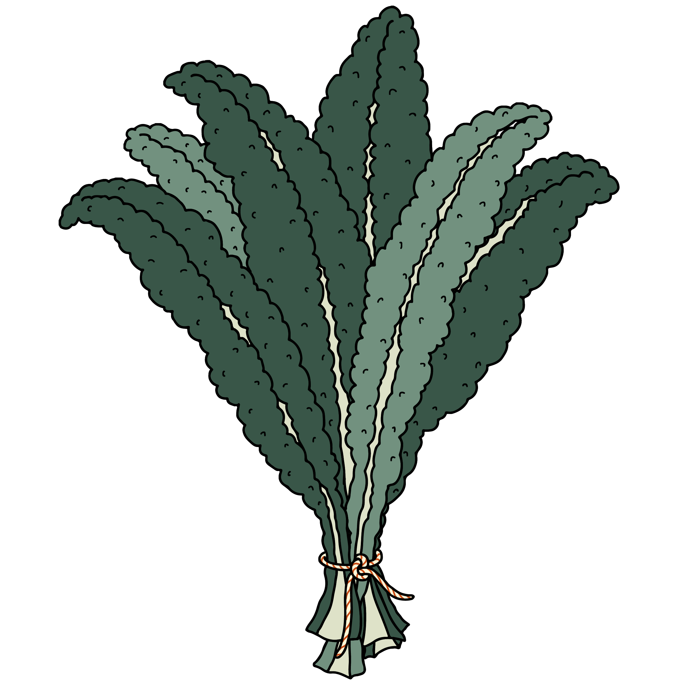 KALE CROP